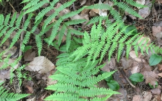 Fern