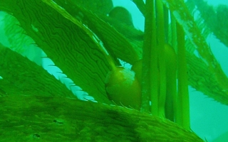 Giant Kelp