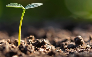 Plant growing from soil