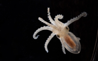 Juvenile octopus