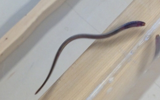 Juvenile sea lamprey