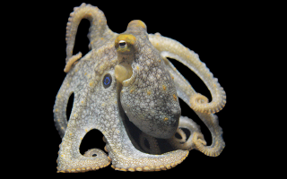 california two spot octopus on a black background