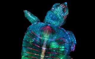 Turtle Embryo taken by Teresa Zgoda And Teresa Kugler