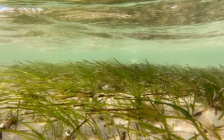 Photo: Zostera marina meadow in Duck Harbor, Wellfleet on the Outer Cape (Credit: Cape Cod National Seashore, National Park Service)