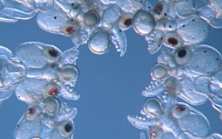 Ring of mosaic squid hatchlings (Doryteuthis pealeii). These embryos were injected with CRISPR-Cas9 at different times before the first cell division, resulting in mosaic embryos with different degrees of knockout. Credit: Karen Crawford