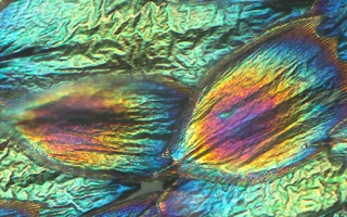 Underside of artificially selected blue buckeye butterfly wing scales showing their iridiscent lamina colors.