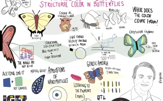 cartoon of Nipam Patel science talk titled The Physics of Beautiful: Structural Color in Butterflies