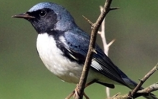 Black-throated blue warbler