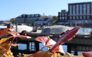 MBL Campus and Eel Pond in Autumn. Credit Emily Greenhalgh/MBL