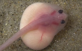 Screenshot of Little Skate embryo attached to yoke.