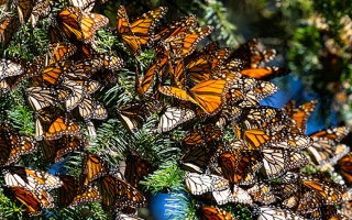 Colony of Monarch butterflies