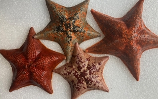 Sea stars in lab