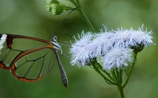 Glasswing butterfly at a flower. Credit: Nipam Patel