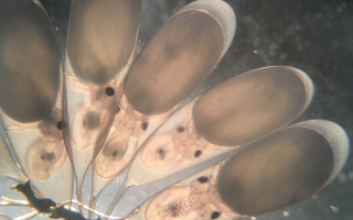 Octopus bimaculoides embryos. Credit: Caroline Albertin