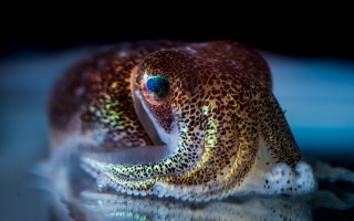 A hummingbird bobtail squid, Euprymna berryi. Credit: Tim Briggs