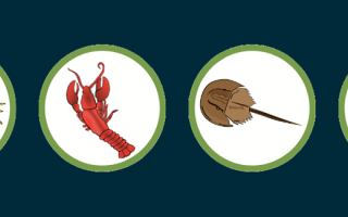 March Madness Ecdysozoan header