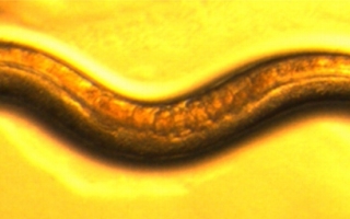 Caenorhabditis elegans