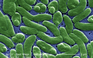 Vibrio bacteria