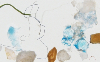 Microplastics from New Bedford Harbor, Mass.