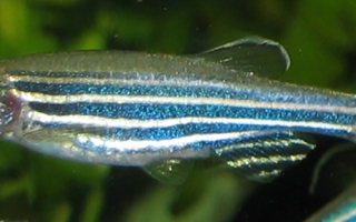 Zebrafish