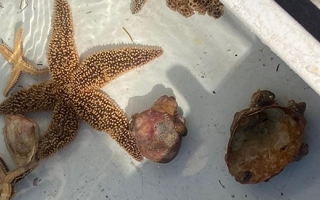 Marine organisms collected while on the Gemma.