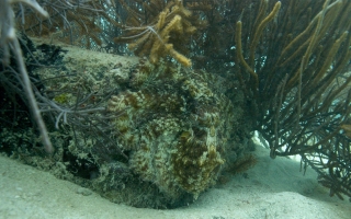 camouflaged octopus on ocean floor