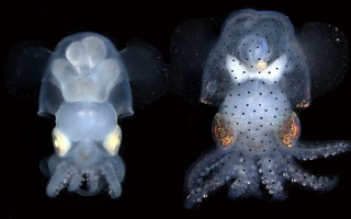 Hummingbird bobtail squid Euprymna berryi - -albino on the left and wild type on the right