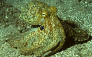 octopus bimaculoides