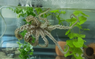 A California two-spot octopus (Octopus bimaculoides) in the Cliff Ragsdale lab at the University of Chicago. Credit: Robert Kozloff /The University of Chicago