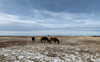 horses on Canadian prairie