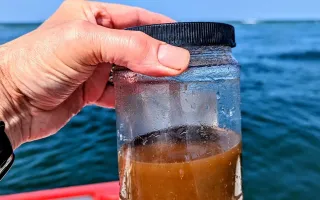 gulf of maine water sample