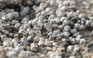 Chthamalus Barnacles on rocks