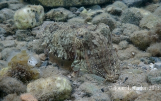 A camouflaged cuttlefish (Sepia officinalis). Credit: Roger Hanlon