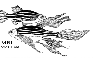 crop MBL_Zebrafish black & white.jpg