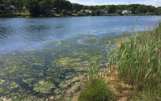 Little pond