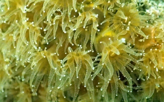 A field of Northern Star Coral in Vineyard Sound, Massachusetts