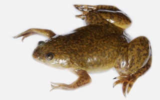 African Clawed Frog (Xenopus laevis)