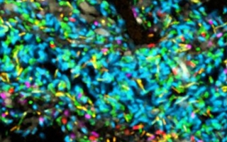 Bacteria in a model human gut microbiome established in a germ-free mouse.