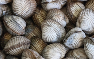Cockles (Cerastoderma edule) collected in Galicia, Spain. 