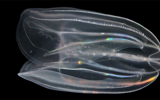 comb jelly