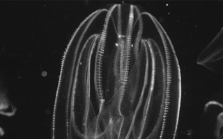 Comb jellies