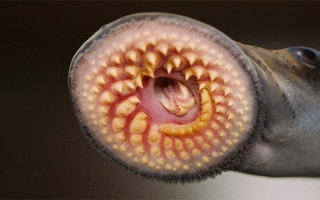 Sea Lamprey