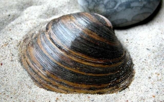 ocean quahog