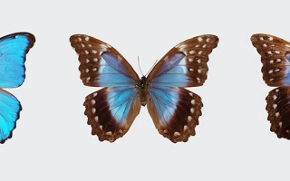 Top left, a male blue morpho butterfly; top middle, a female. The remainder are gynandromorphic, with both male and female characteristics.