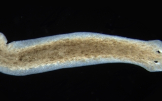 Planaria