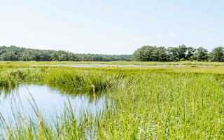 Salt marsh at Plum Island.