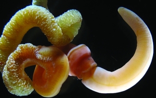 Adult Acorn Worm (Saccoglossus kowalevskii)