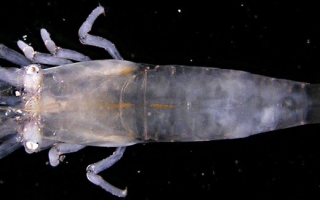 Transparent anemone shrimp (Periclimenes inornatus).