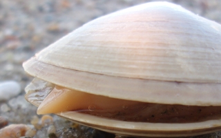 Atlantic Surf Clam