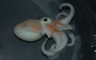 Antarctic octopus Parledone cornuta. Credit Michael Oellermann